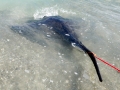 Roughtail Stingray