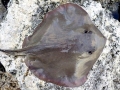 Roughtail Stingray