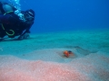 Roughtail Stingray