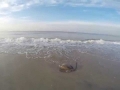 Roughtail Stingray