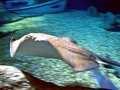 Roughtail Stingray