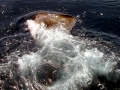 Roughtail Stingray