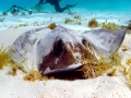 Roughtail Stingray