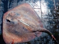 Roughtail Stingray