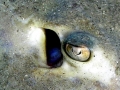Roughtail Stingray