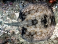 Round Stingray