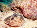 Round Stingray