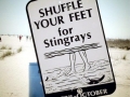 Round Stingray