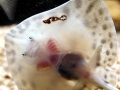 Round Stingray