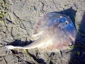Round Stingray