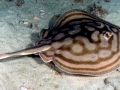Round Stingray