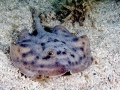 Round Stingray