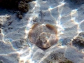 Round Stingray