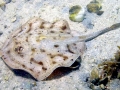 Round Stingray