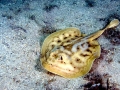 Round Stingray