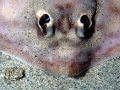 Round Stingray
