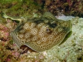 Round Stingray