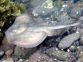 Round Stingray