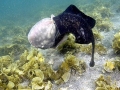 Round Stingray