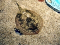 Round Stingray