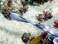 Round Stingray