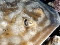 Round Stingray
