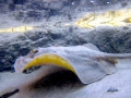 Round Stingray