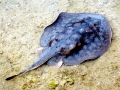 Round Stingray