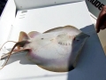 Round Stingray