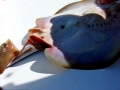 Round Stingray