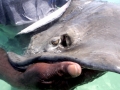 Round Stingray