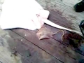 Round Stingray