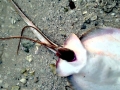 Round Stingray