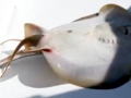 Round Stingray
