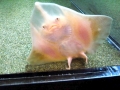 Round Stingray