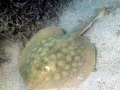 Round Stingray