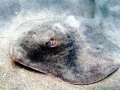 Round Stingray