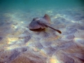 Round Stingray