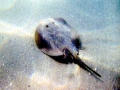 Round Stingray