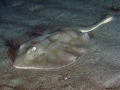 Round Stingray