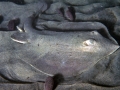 Round Stingray
