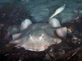 Round Stingray