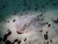 Round Stingray