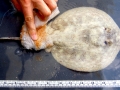 Round Stingray