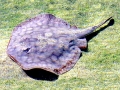 Round Stingray