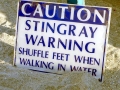 Round Stingray