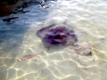 Round Stingray