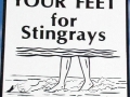 Round Stingray