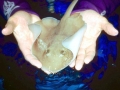 Round Stingray