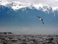 Royal Albatross